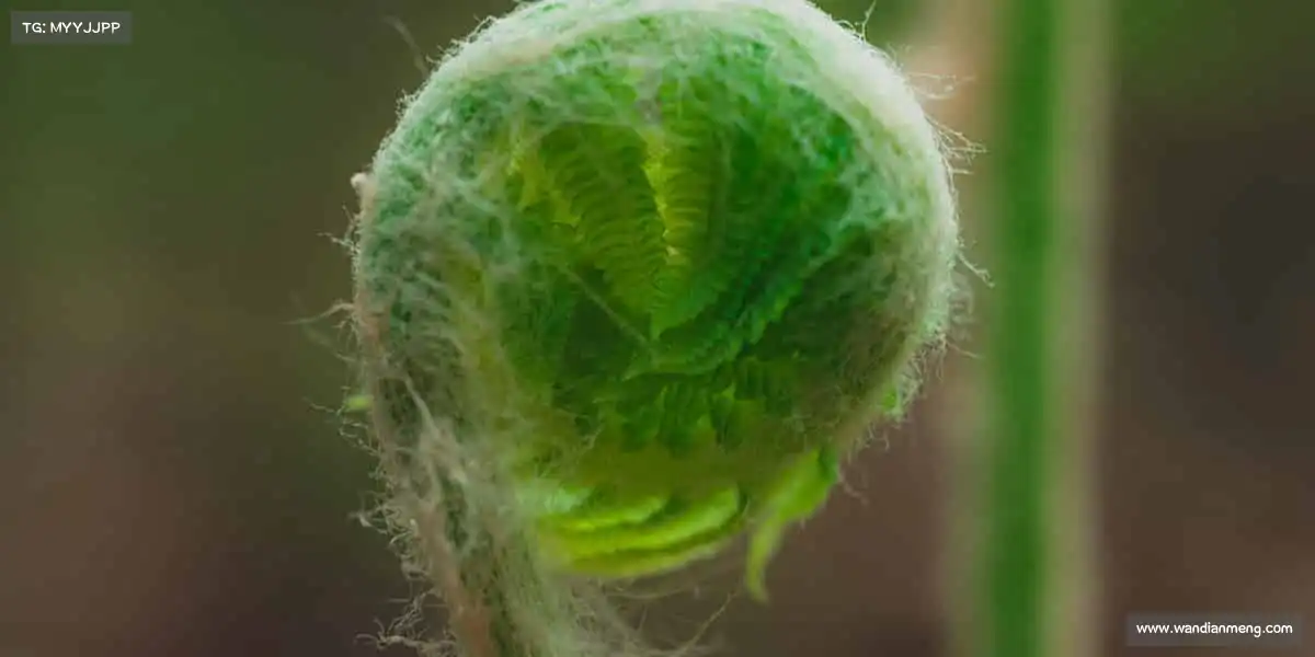 j9九游会登录入口首页新版——🏆冠军之心,永不言败!